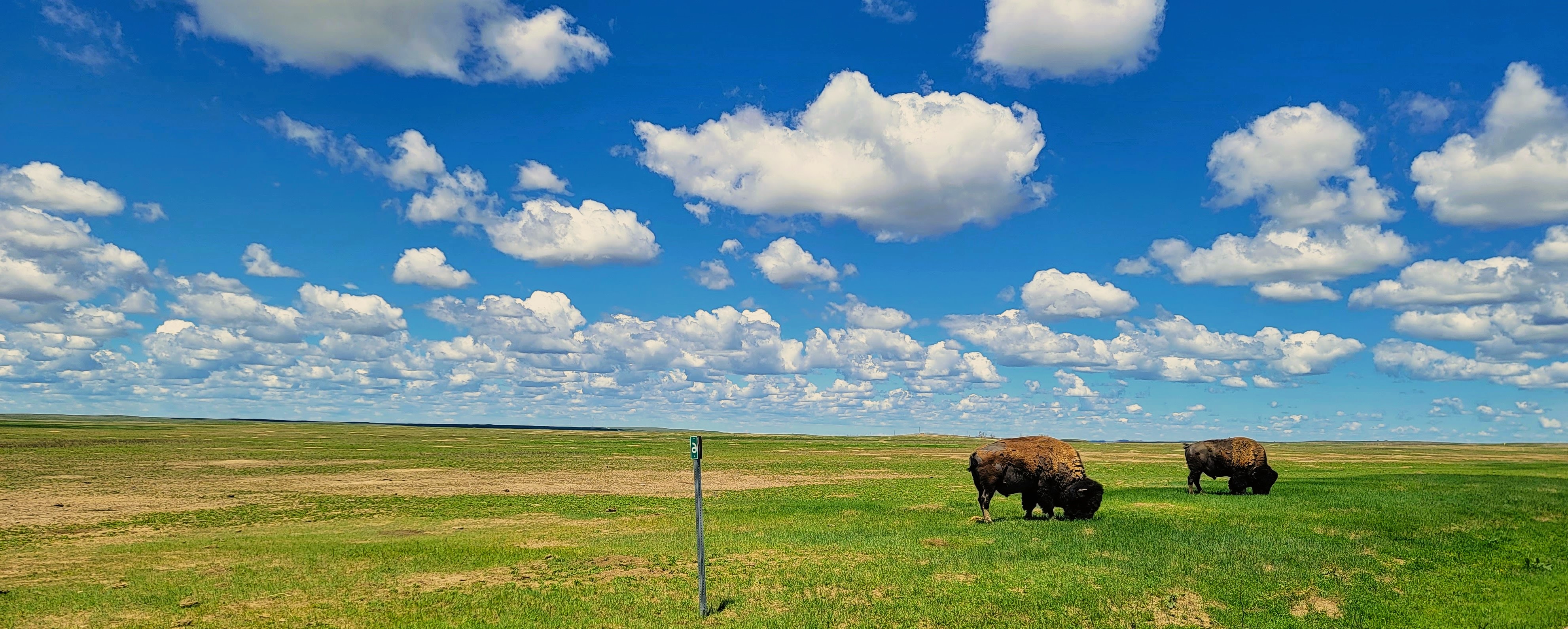 Big blue sky and open land with buffalo roaming.