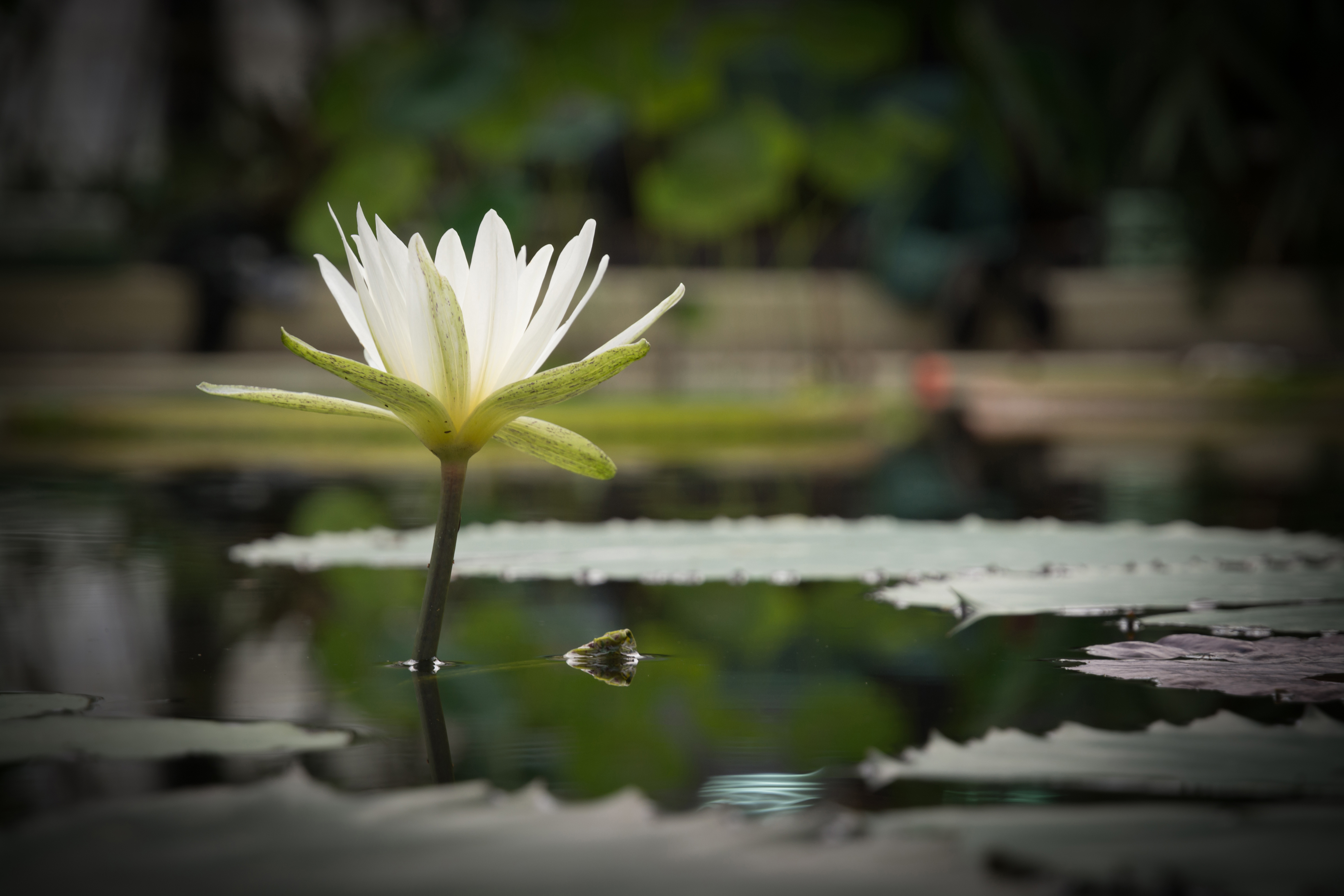 Flower blooming on a pond.