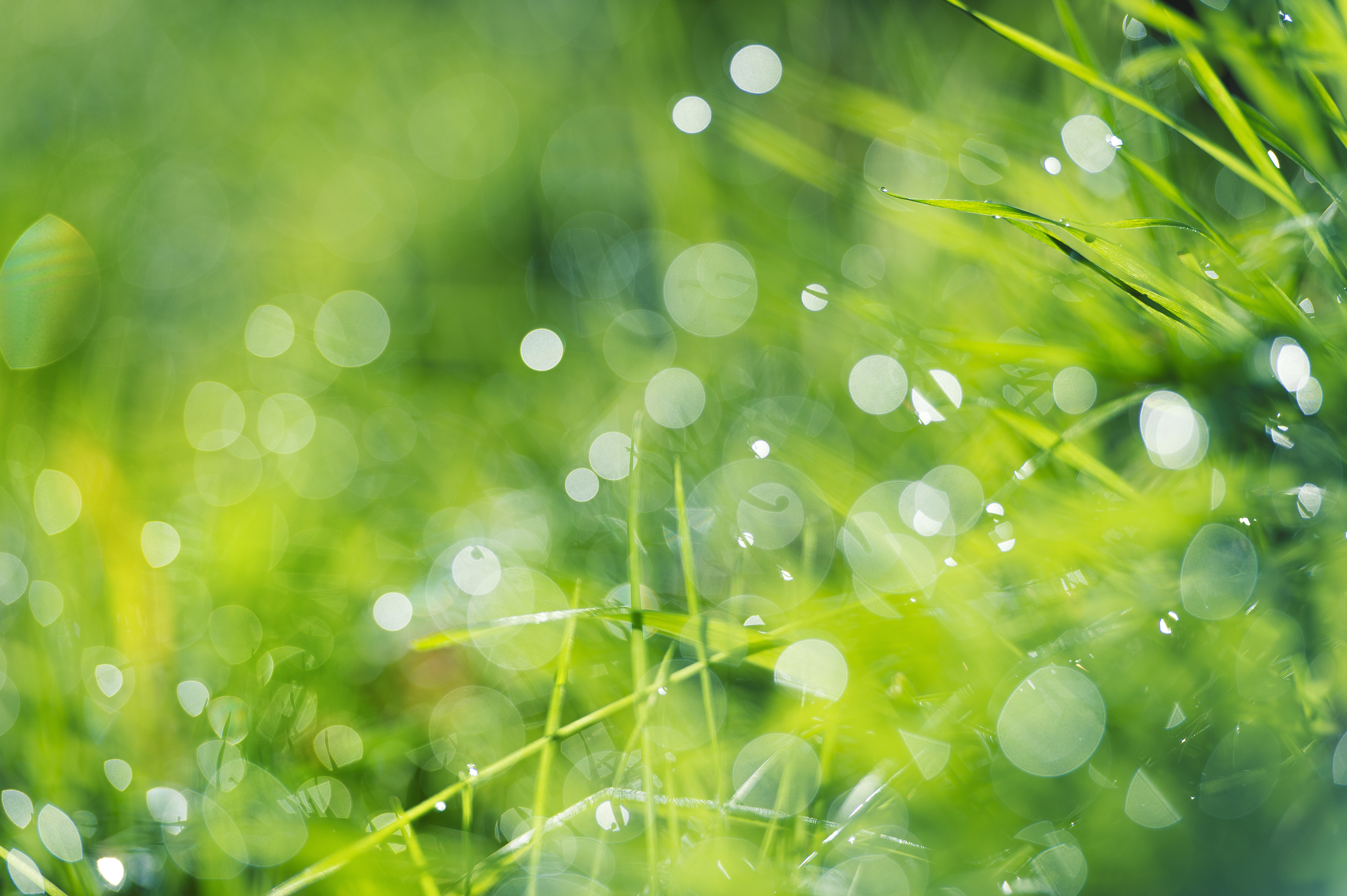 Close up out of focus dew on grass.