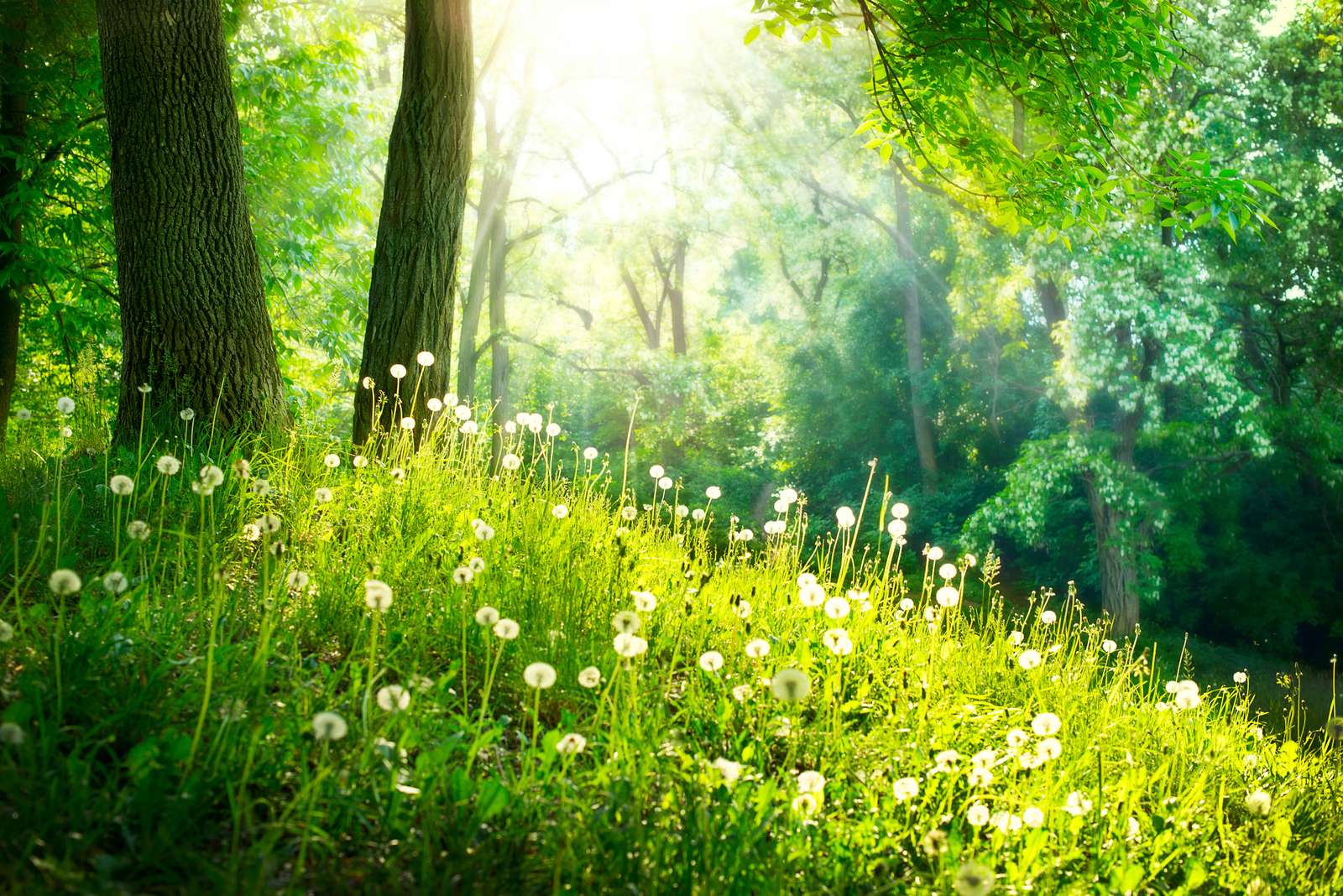Lush forest with blooming flowers.